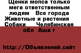 Щенки мопса только мега-ответственным людям - Все города Животные и растения » Собаки   . Челябинская обл.,Аша г.